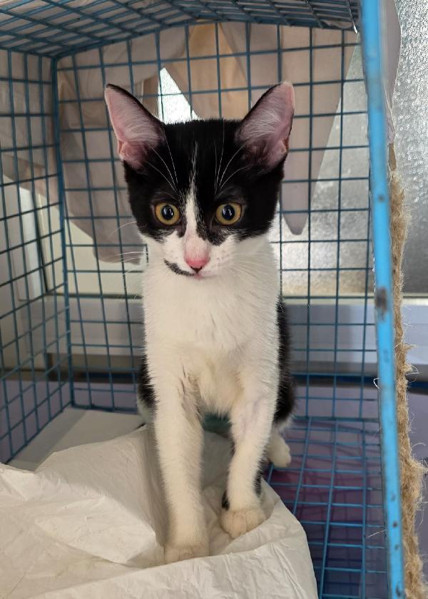 Cora Gattina Bianca E Nera